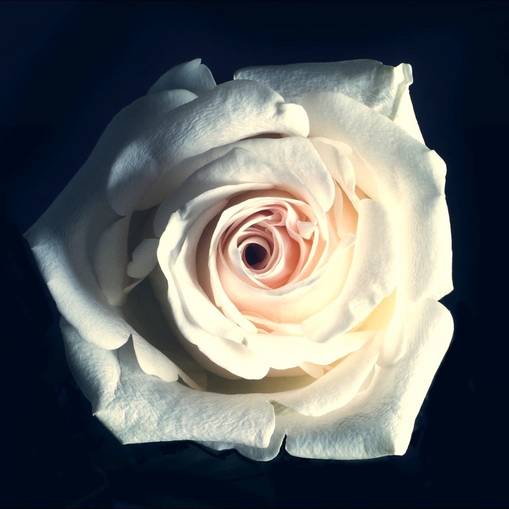 Meet your Posher, Darlichka